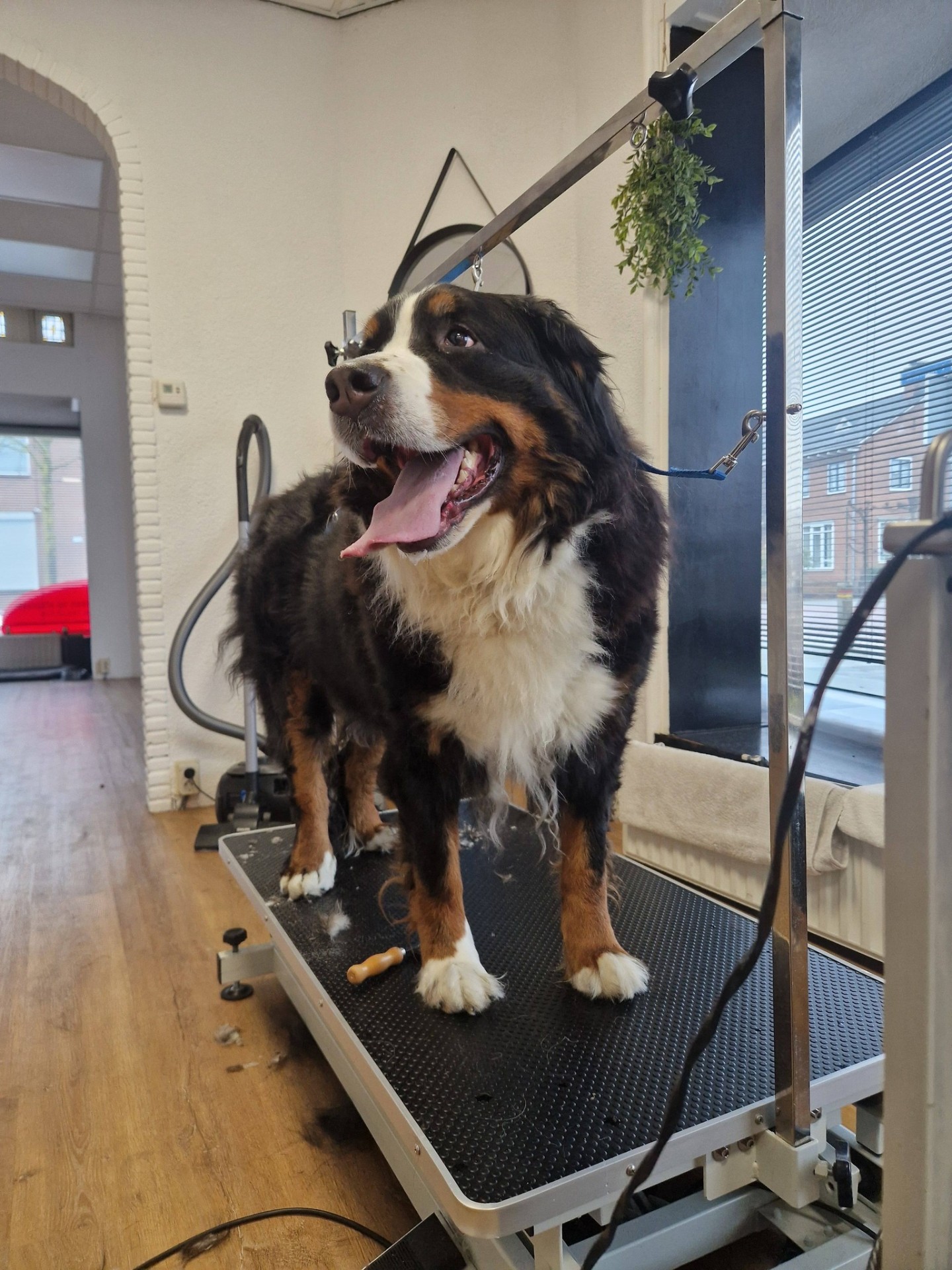 Berner Sennen op de trimtafel